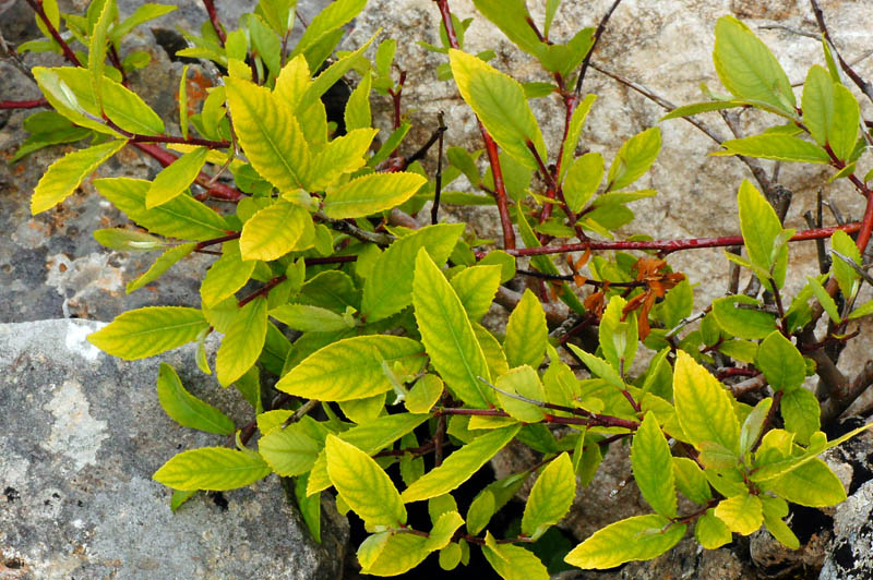 Arbusto da determinare - Salix sp.